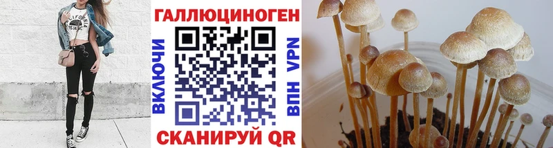 закладка  Таганрог  Псилоцибиновые грибы Magic Shrooms 